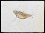 Bargain Knightia Fossil Fish - Wyoming #39671-1